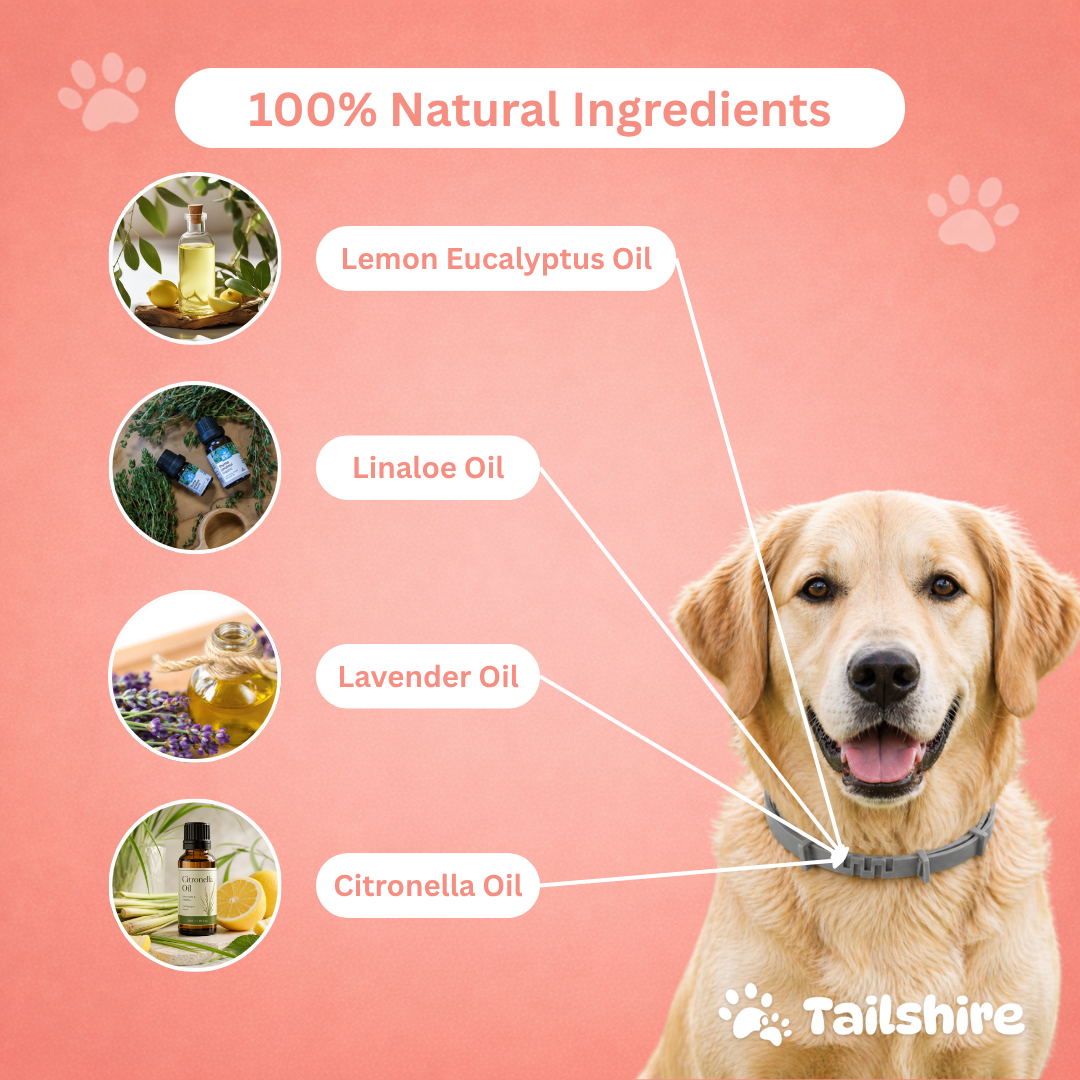 Tick & Flea Collar – 100% natural ingredients