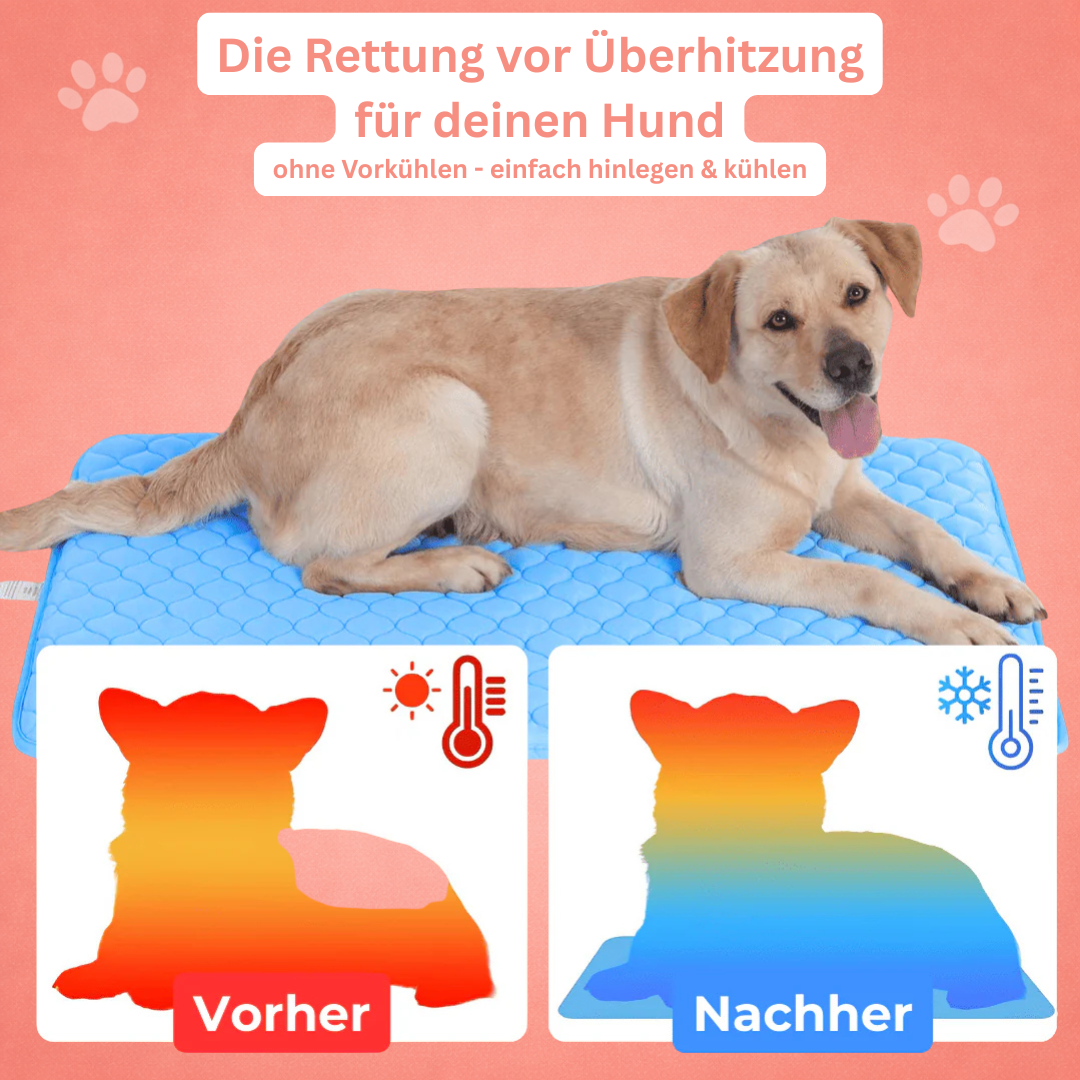 PfotenFrisch - The Bestseller
